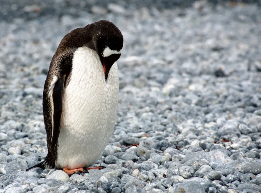 How To Protect Your Privacy On Linux